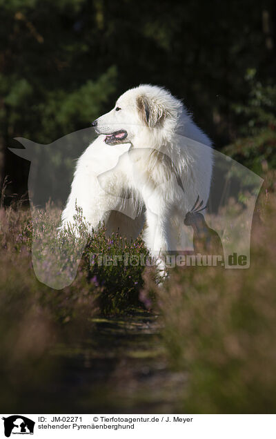 stehender Pyrenenberghund / standing Pyrenean Mountain Dog / JM-02271
