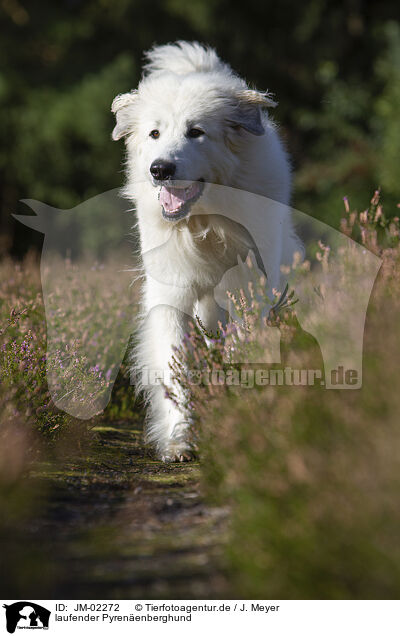 laufender Pyrenenberghund / walking Pyrenean Mountain Dog / JM-02272