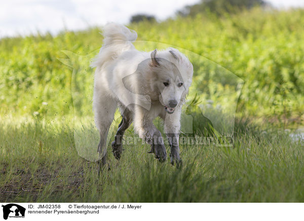 rennender Pyrenenberghund / running Pyrenean Mountain Dog / JM-02358