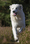 rennender Pyrenenberghund