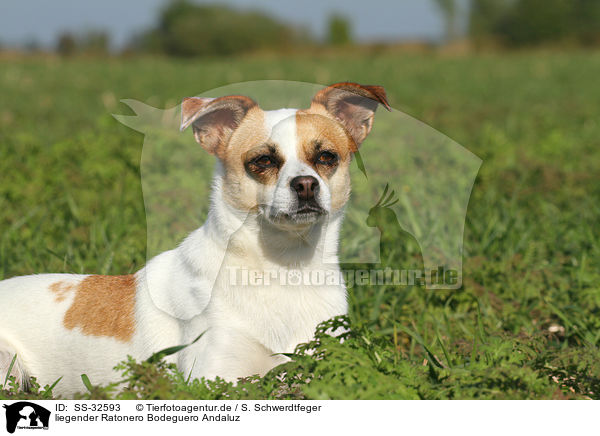 liegender Ratonero Bodeguero Andaluz / lying Andalusian Mouse-Hunting Dog / SS-32593