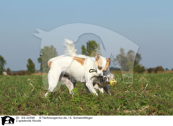 2 spielende Hunde / 2 playing dogs / SS-32598