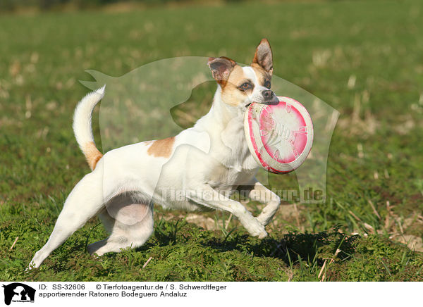 apportierender Ratonero Bodeguero Andaluz / fetching Andalusian Mouse-Hunting Dog / SS-32606