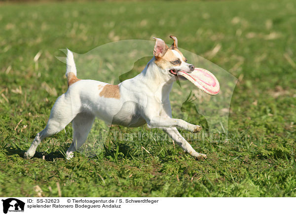 spielender Ratonero Bodeguero Andaluz / playing Andalusian Mouse-Hunting Dog / SS-32623
