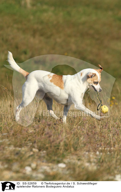 spielender Ratonero Bodeguero Andaluz / playing Andalusian Mouse-Hunting Dog / SS-32659
