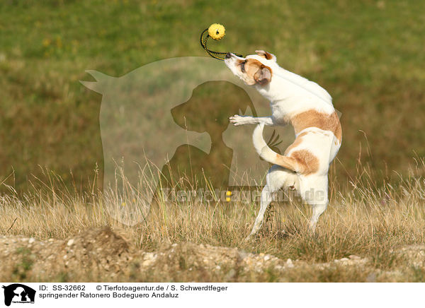 springender Ratonero Bodeguero Andaluz / jumping Andalusian Mouse-Hunting Dog / SS-32662