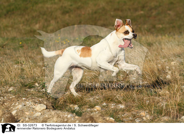 rennender Ratonero Bodeguero Andaluz / running Andalusian Mouse-Hunting Dog / SS-32673