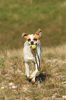 spielender Ratonero Bodeguero Andaluz