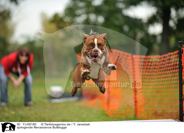 springende Renascence Bulldogge / YJ-06180