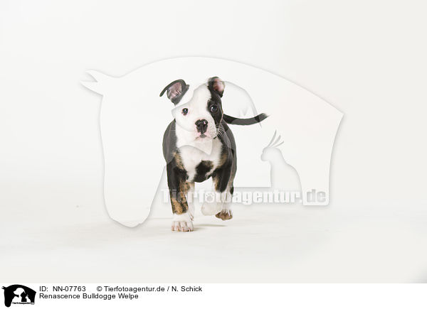 Renascence Bulldogge Welpe / Renascence Bulldog Puppy / NN-07763