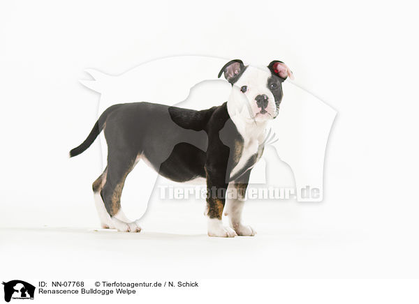 Renascence Bulldogge Welpe / Renascence Bulldog Puppy / NN-07768