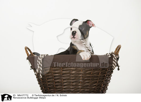 Renascence Bulldogge Welpe / Renascence Bulldog Puppy / NN-07772