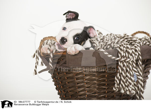 Renascence Bulldogge Welpe / Renascence Bulldog Puppy / NN-07777