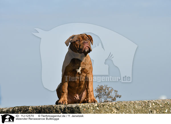YJ12570 sitzender Renascence Bulldogge Bilder Stockbilder kaufen