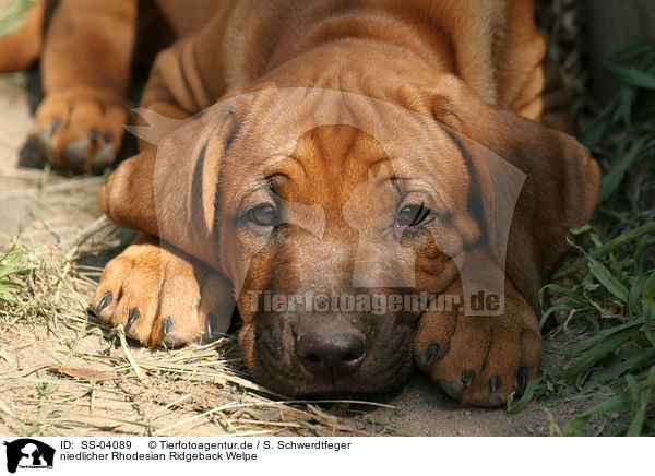 niedlicher Rhodesian Ridgeback Welpe / cute Rhodesian Ridgeback Puppy / SS-04089