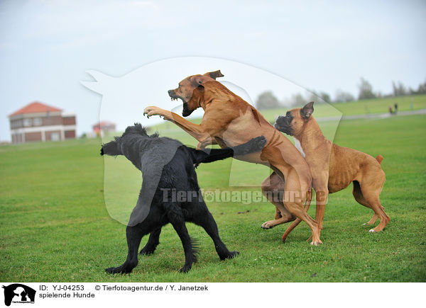 spielende Hunde / playing dogs / YJ-04253