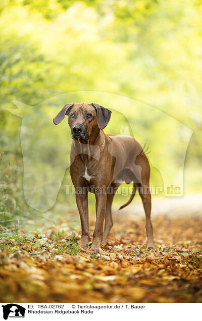 Rhodesian Ridgeback Rde / TBA-02762