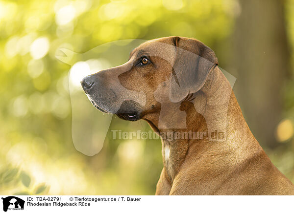 Rhodesian Ridgeback Rde / TBA-02791