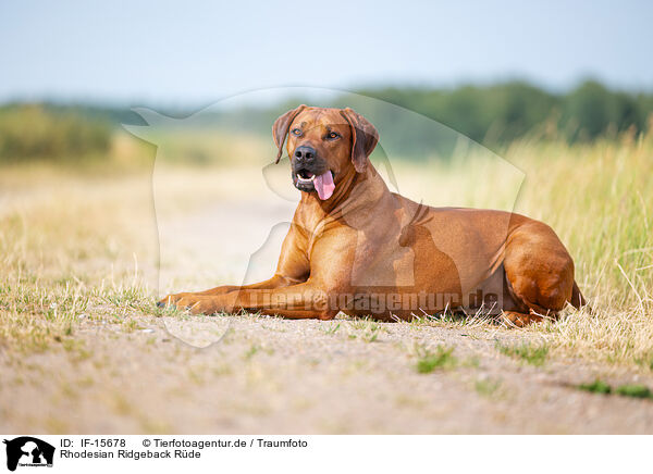 Rhodesian Ridgeback Rde / male Rhodesian Ridgeback / IF-15678