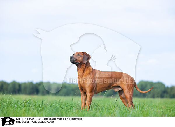 Rhodesian Ridgeback Rde / male Rhodesian Ridgeback / IF-15690