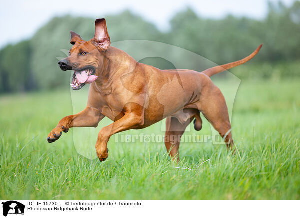 Rhodesian Ridgeback Rde / male Rhodesian Ridgeback / IF-15730