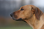 Rhodesian Ridgeback Portrait