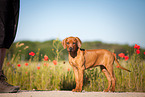 Rhodesian Ridgeback Welpe