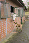 Rhodesian Ridgeback und Pferd