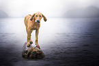 junger Rhodesian Ridgeback