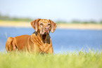 ausgewachsener Rhodesian Ridgeback