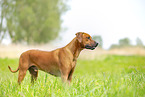 ausgewachsener Rhodesian Ridgeback