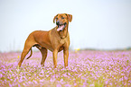 ausgewachsener Rhodesian Ridgeback