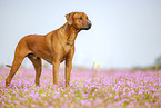 ausgewachsener Rhodesian Ridgeback