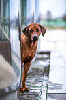 Rhodesian Ridgeback