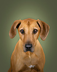 Rhodesian Ridgeback im Studio