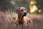 Rhodesian Ridgeback im Sommer