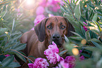 Rhodesian Ridgeback im Sommer