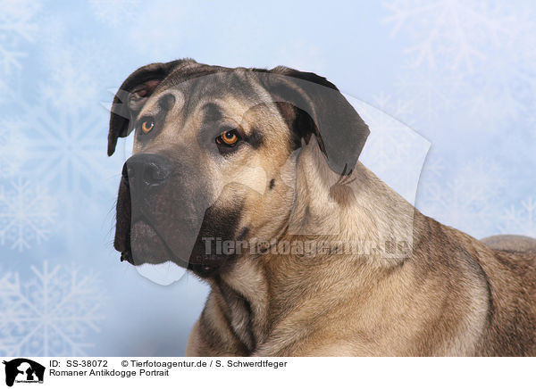Romaner Antikdogge Portrait / SS-38072