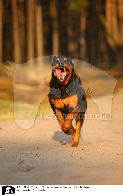rennender Rottweiler / running Rottweiler / DG-07159