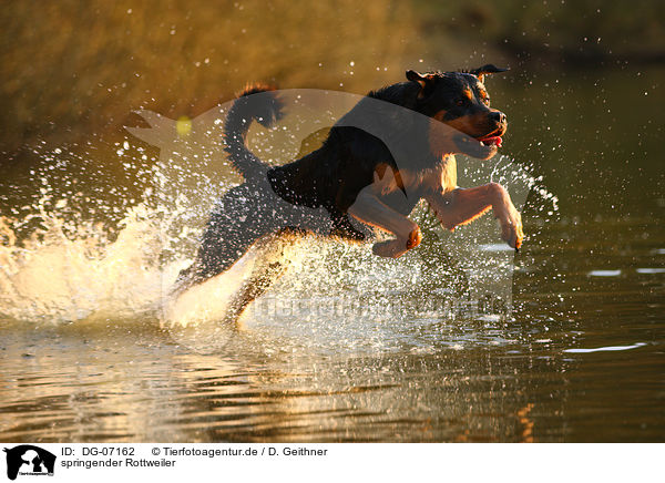 springender Rottweiler / jumping Rottweiler / DG-07162