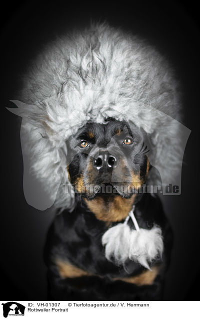 Rottweiler Portrait / Rottweiler Portrait / VH-01307