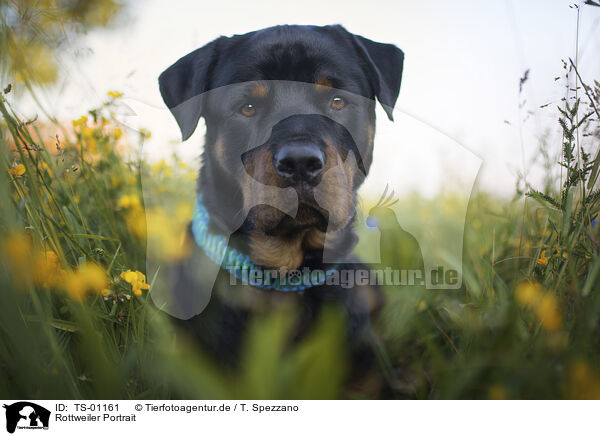 Rottweiler Portrait / Rottweiler Portrait / TS-01161