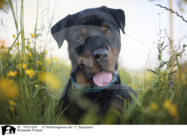 Rottweiler Portrait / Rottweiler Portrait / TS-01200