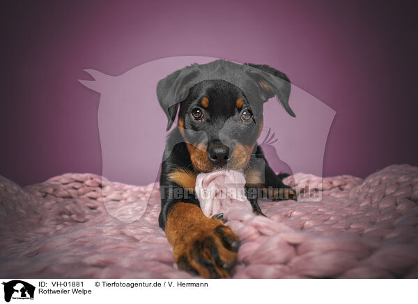 Rottweiler Welpe / Rottweiler puppy / VH-01881