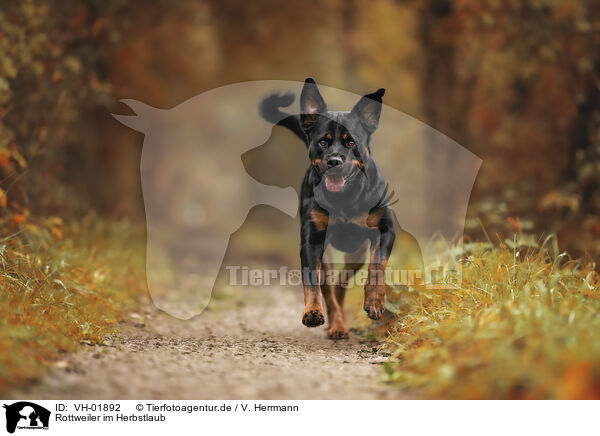 Rottweiler im Herbstlaub / Rottweiler between autumn leaves / VH-01892