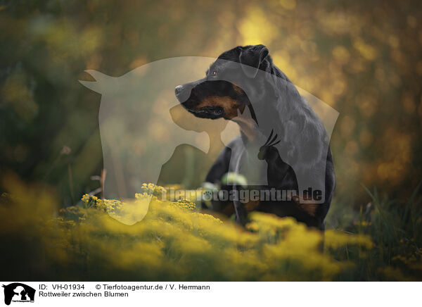 Rottweiler zwischen Blumen / Rottweiler between flowers / VH-01934