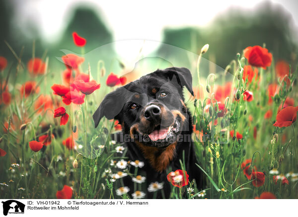 Rottweiler im Mohnfeld / Rottweiler in poppy field / VH-01942