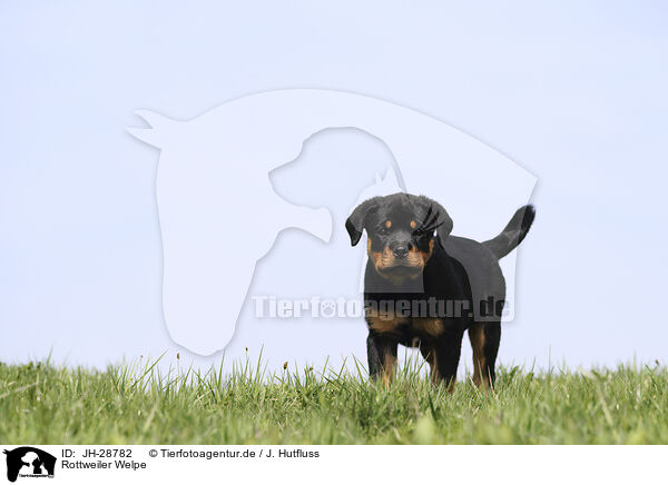 Rottweiler Welpe / JH-28782