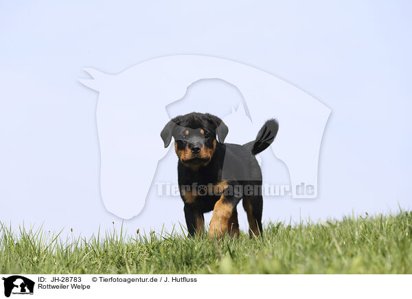 Rottweiler Welpe / JH-28783
