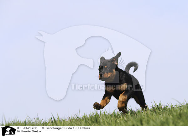 Rottweiler Welpe / JH-28786